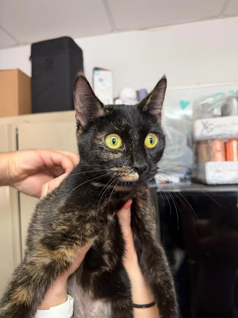 Tiger Lily thumbnail 2