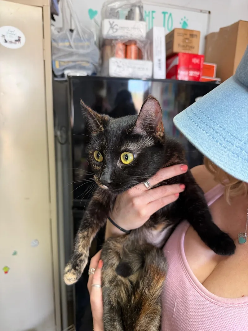 Tiger Lily thumbnail 3