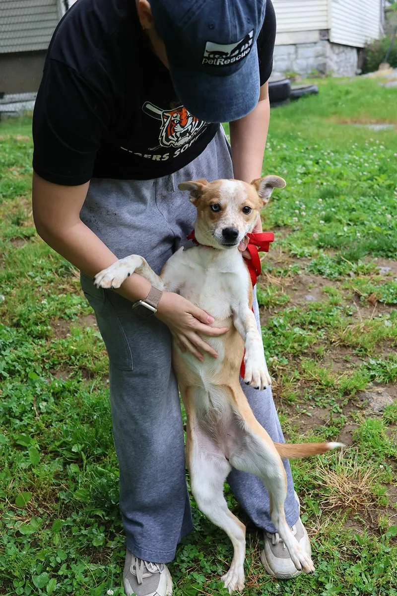 A young medium-sized female Basenji dog named Betty Jo for adoption in Harrison, NY