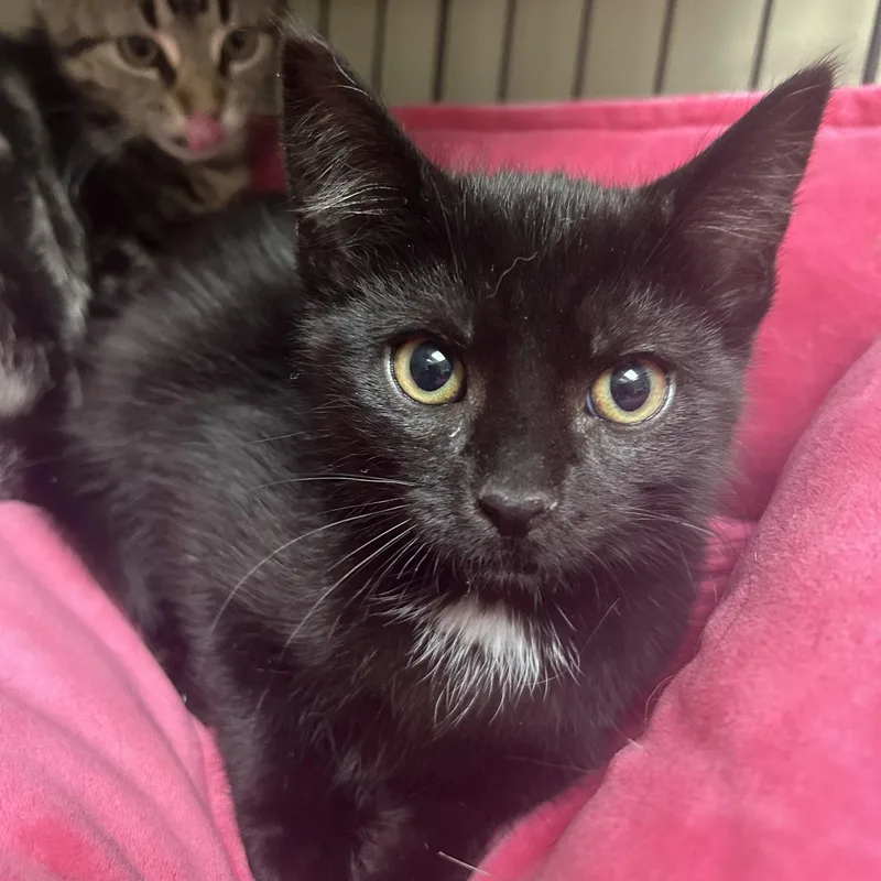 A baby small-sized male Black Domestic Short Hair cat named Jett for adoption in Cape May, NJ