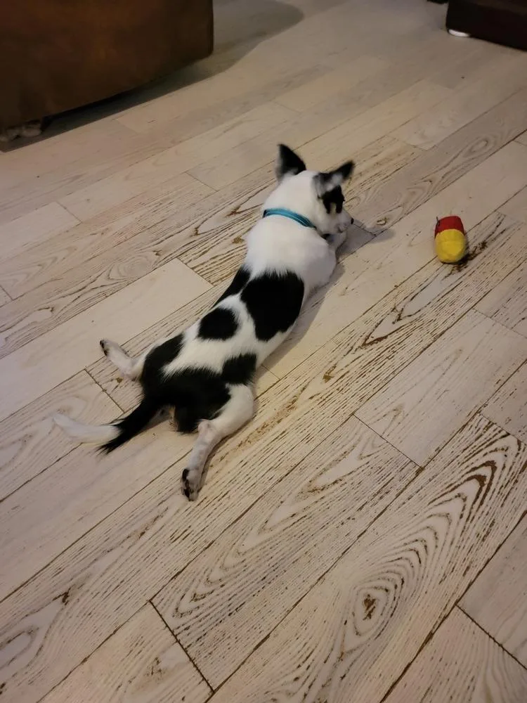 An adult small-sized male Tricolor (Brown, Black, & White) Chihuahua dog named Tony for adoption in Forked River, NJ