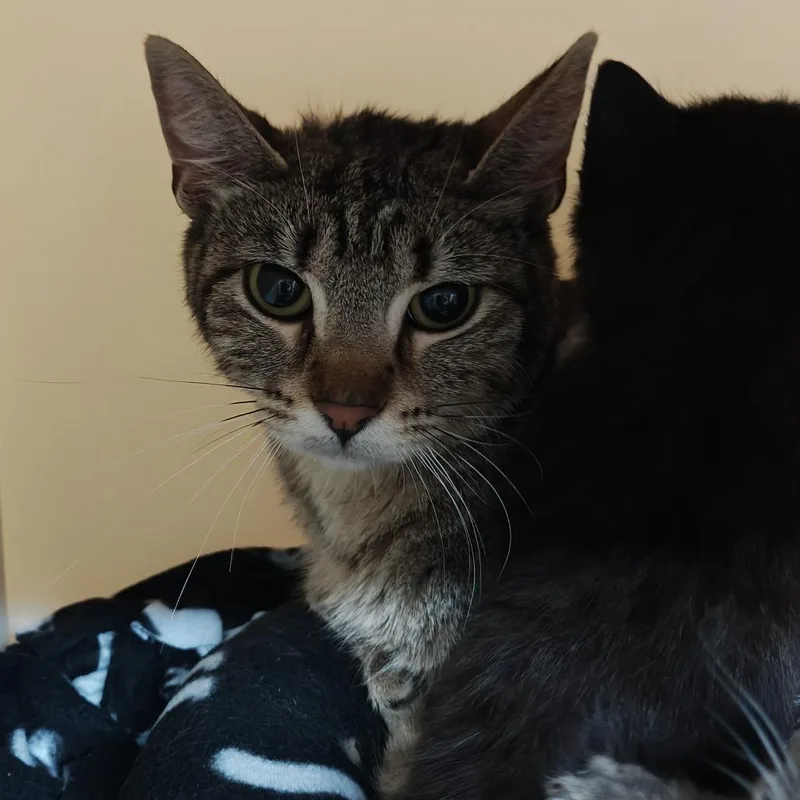 An adult medium-sized female Gray / Blue / Silver Domestic Short Hair cat named Cotton Candy for adoption in Madison, WI