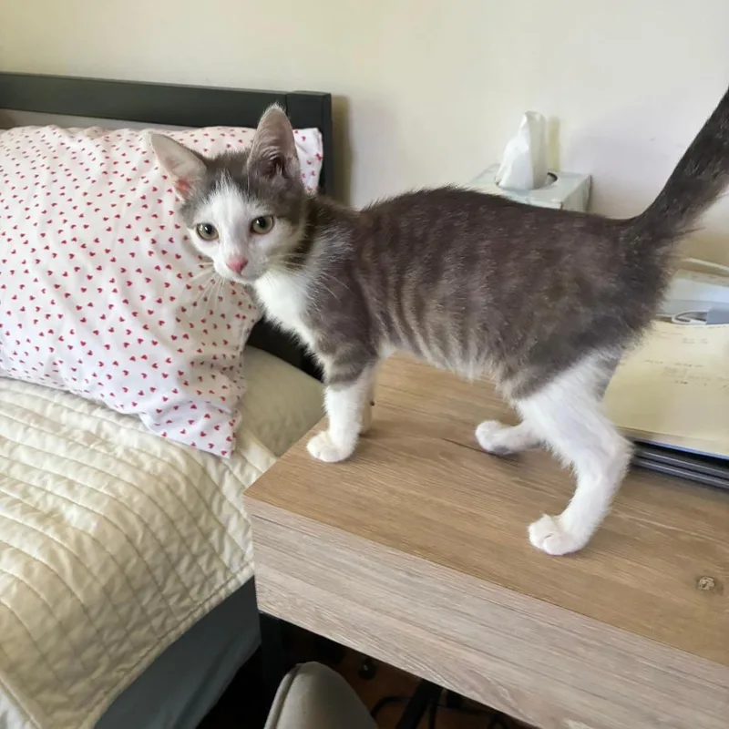 A baby small-sized male White Domestic Short Hair cat named Gumball for adoption in Mebane, NC