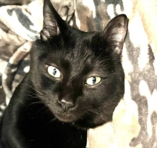 An adult large-sized male Domestic Short Hair cat named Kosa for adoption in Los Angeles, CA