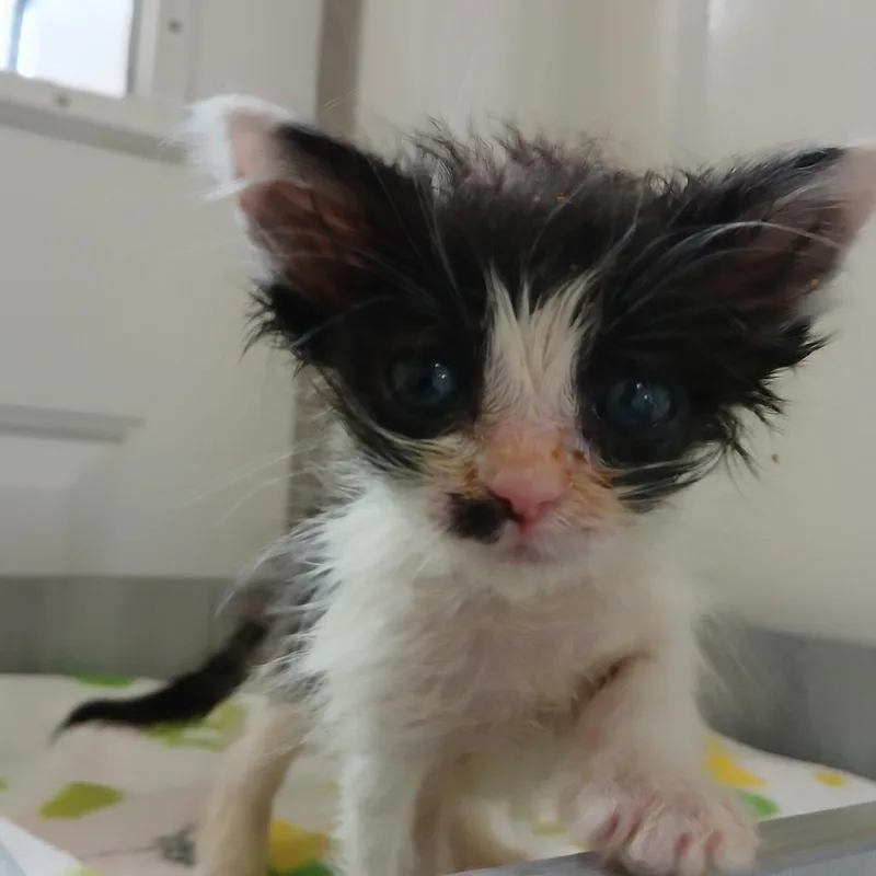 A baby small-sized female White Domestic Short Hair cat named Phoenix for adoption in Kanab, UT