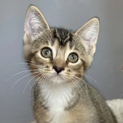 A young medium-sized male Tabby (Buff / Tan / Fawn) Domestic Short Hair cat named Mako for adoption in Oracle, AZ