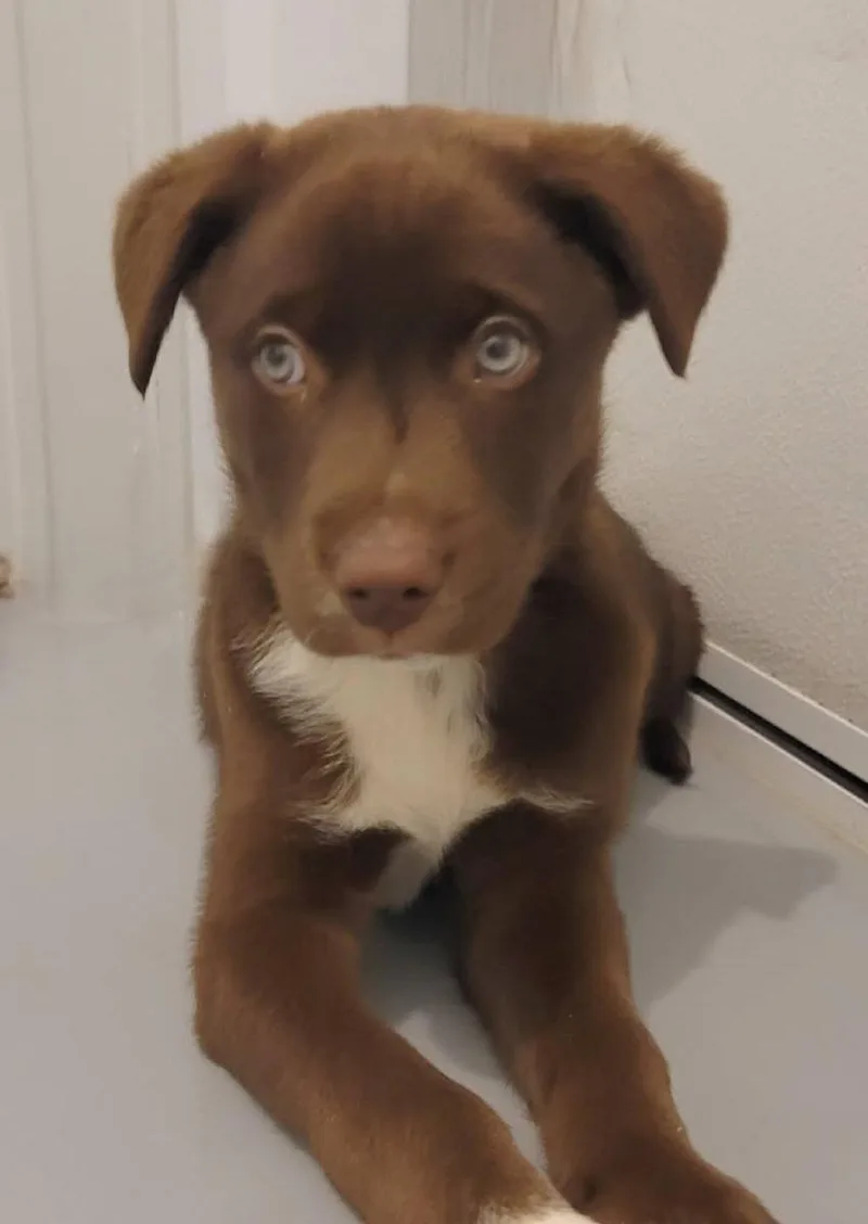 Cooper