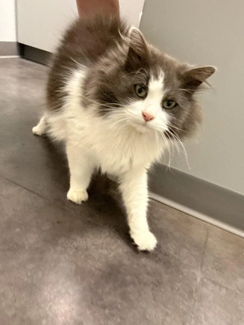 An adult medium-sized male Ragdoll cat named Sploot for adoption in Lake Saint Louis, MO