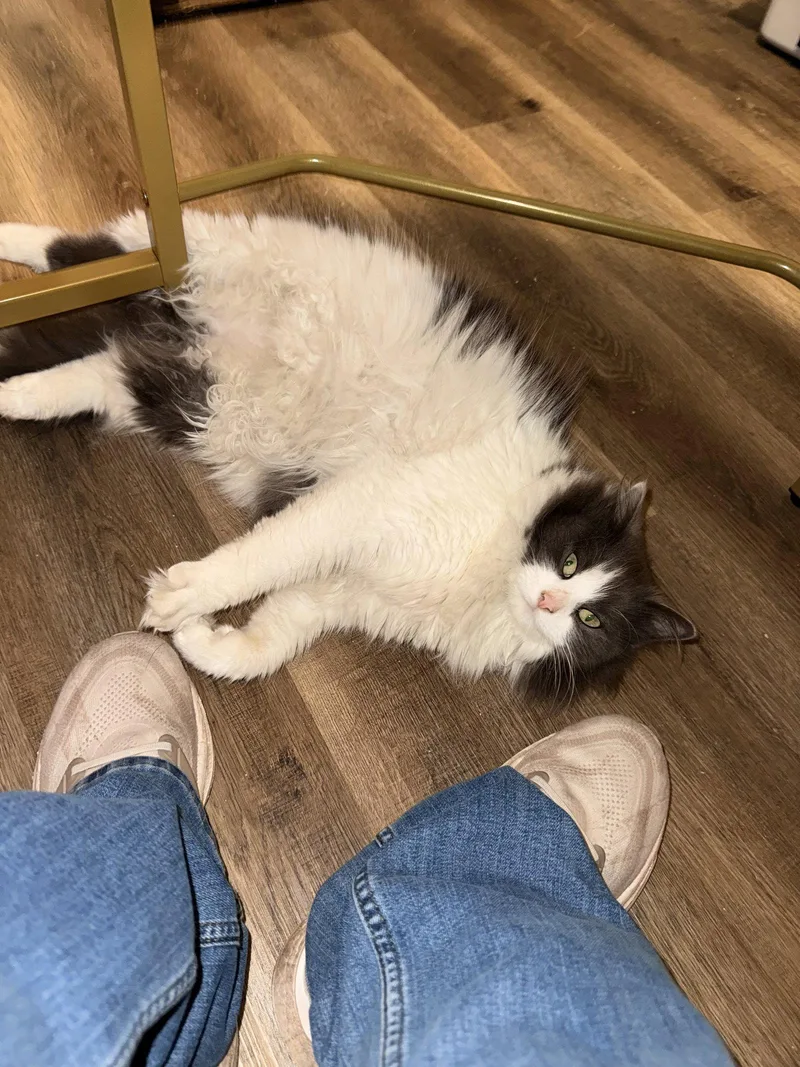 Sploot thumbnail 2