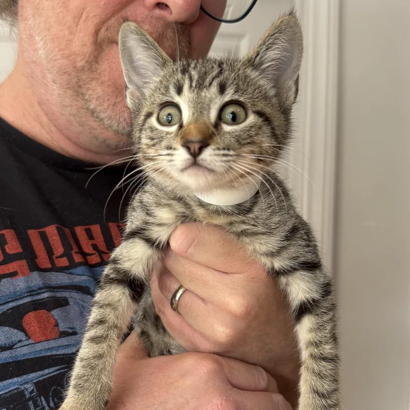 A baby small-sized female Brown / Chocolate Domestic Short Hair cat named Ziggy for adoption in Los Angeles, CA