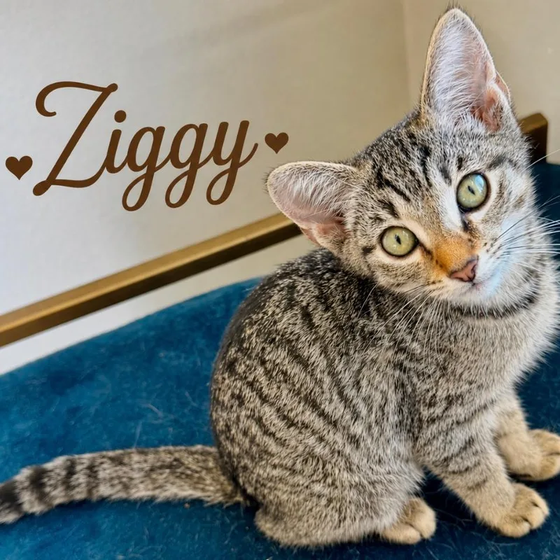 Ziggy thumbnail 2