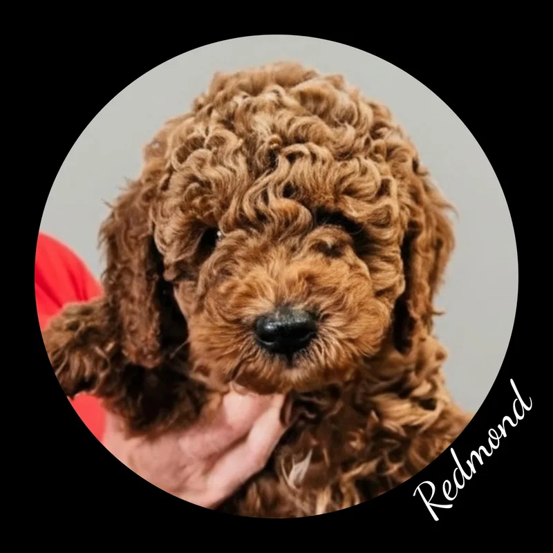 A baby small-sized female Red / Chestnut / Orange Goldendoodle dog named Sienna Maroon for adoption in Fredericksburg, VA