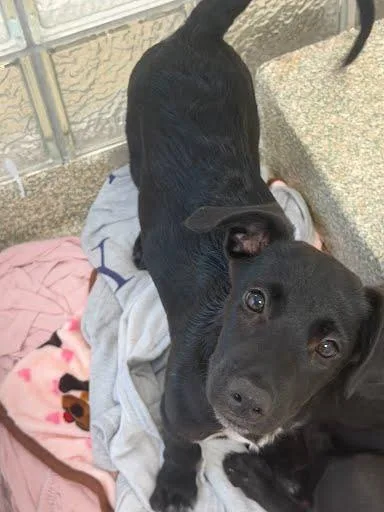 A baby small-sized female Labrador Retriever dog named Perla for adoption in Washington, DC