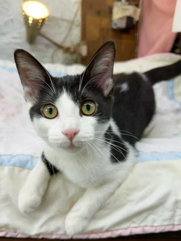 A baby small-sized female Black & White / Tuxedo Domestic Short Hair cat named Frenchie for adoption in Avon Lake, OH