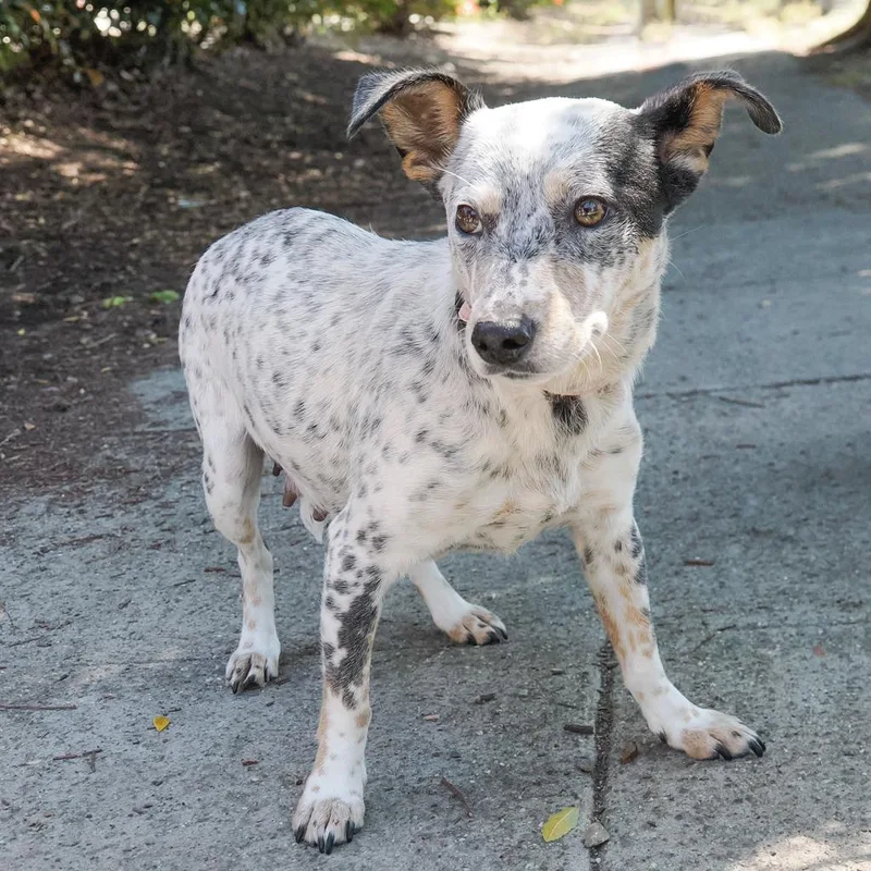 An adult small-sized female White / Cream Cattle Dog dog named Indiana for adoption in Point Richmond, CA
