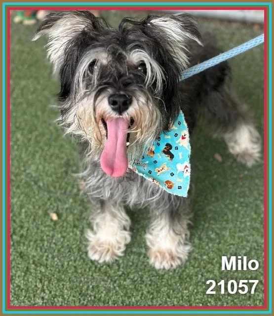 Milo