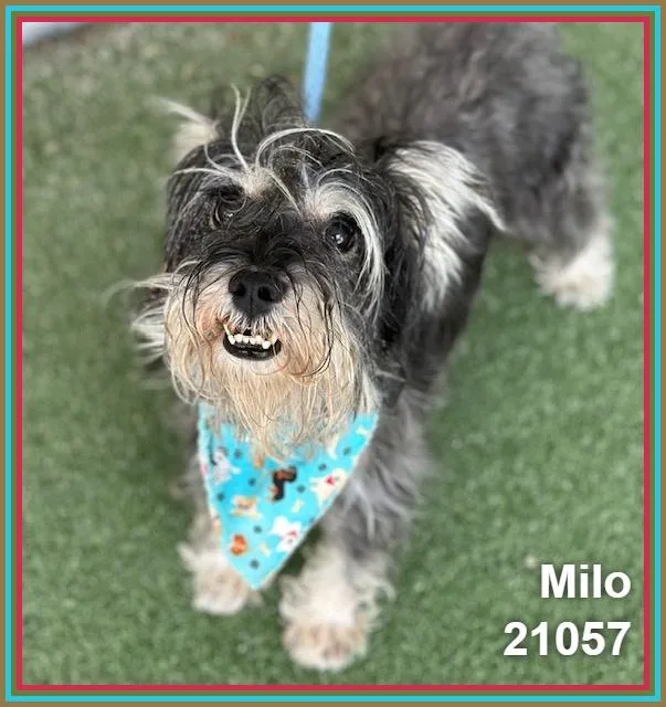 Milo thumbnail 2