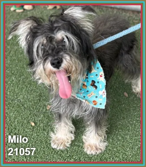 Milo thumbnail 3
