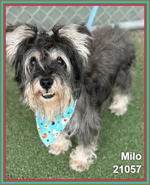 Milo thumbnail 4