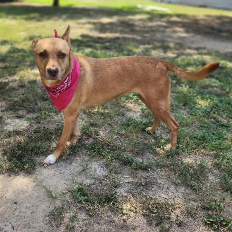 Island Luna Jum thumbnail 2