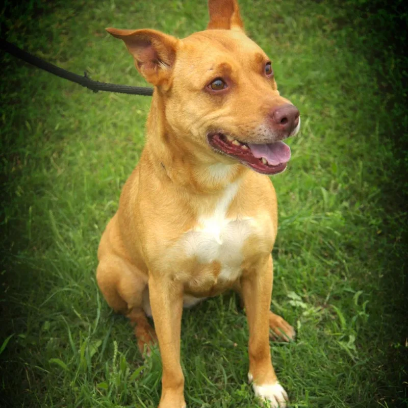 Island Luna Jum thumbnail 4