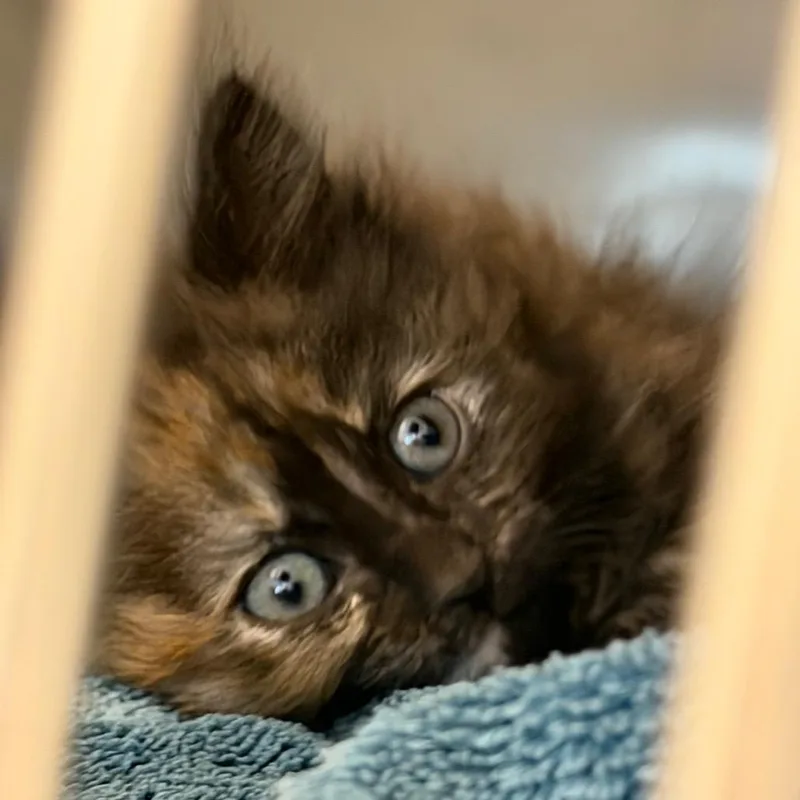 A baby small-sized female Tortoiseshell Domestic Long Hair cat named Missoula for adoption in Idaho Falls, ID