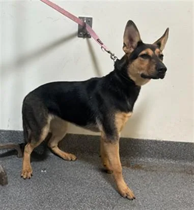 A young large-sized female German Shepherd Dog dog named Suki for adoption in Los Angeles, CA