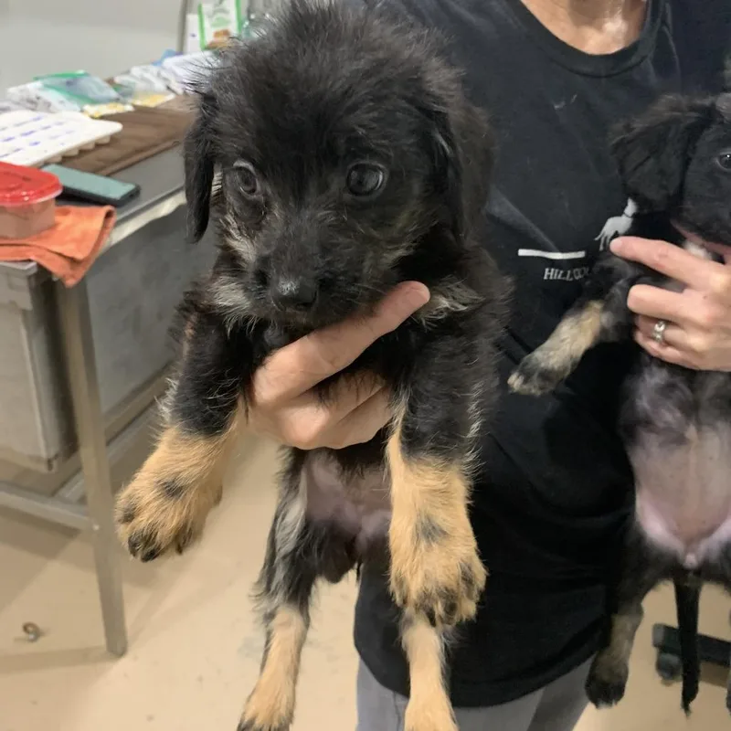 A baby small-sized female Black Mixed Breed dog named Penelope for adoption in Buchanan Dam, TX