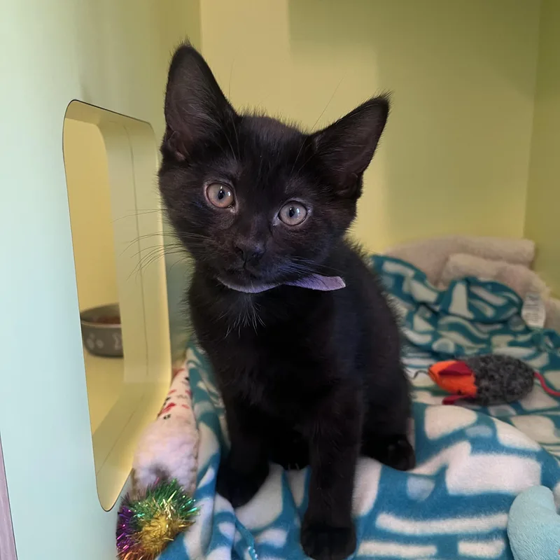 A baby medium-sized female Black Domestic Short Hair cat named Valencia for adoption in Pontiac, MI