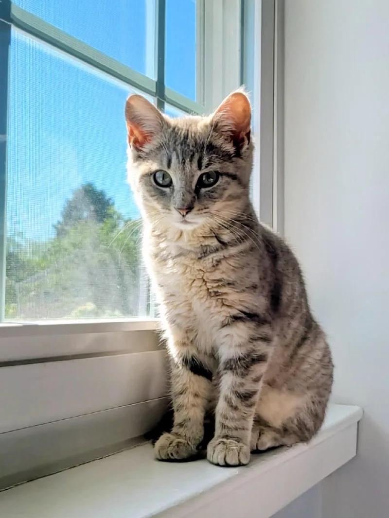 A baby small-sized female Gray / Blue / Silver Domestic Short Hair cat named Elizabeth for adoption in Syosset, NY