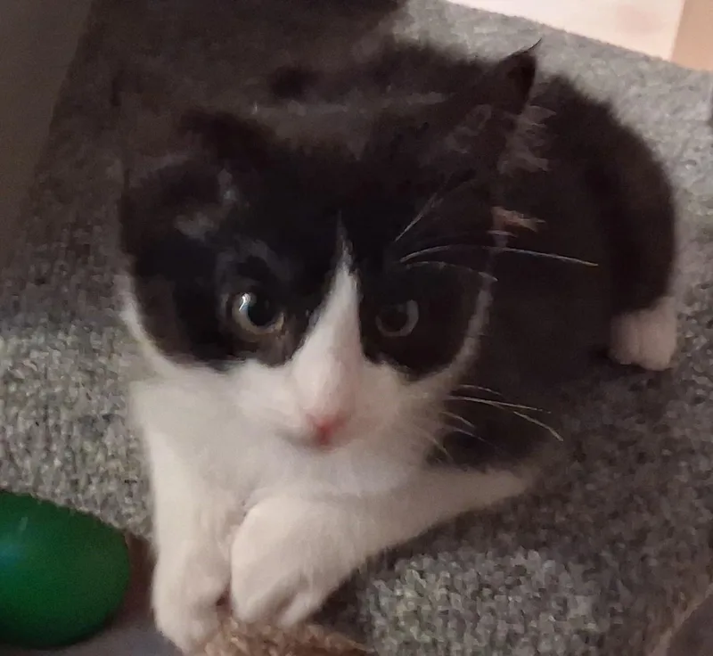 A young medium-sized male Black Domestic Short Hair cat named Snap for adoption in Mesquite, NV
