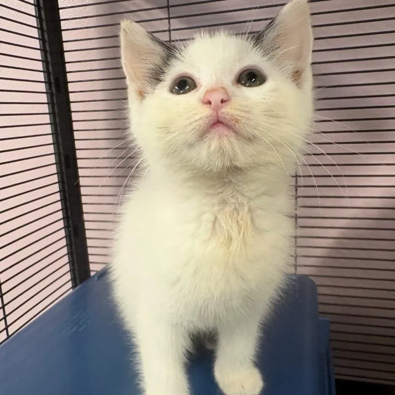 A baby small-sized female White Domestic Short Hair cat named Chills for adoption in Binghamton, NY