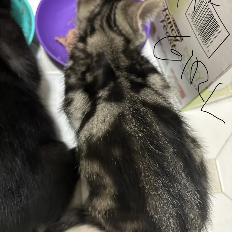 A baby small-sized female Gray / Blue / Silver Domestic Short Hair cat named Fiji for adoption in Bensalem, PA