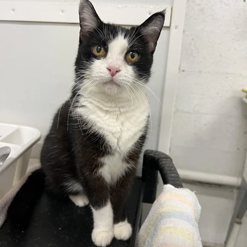 A senior medium-sized female Black & White / Tuxedo Domestic Short Hair cat named Hopper for adoption in West Palm Beach, FL