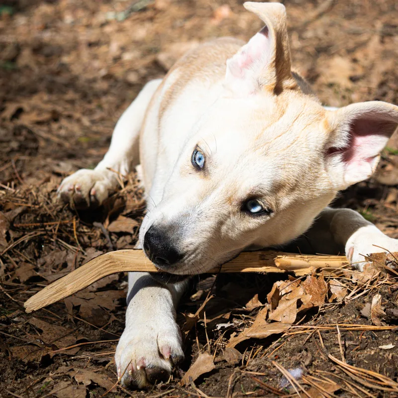 Snickerdoodle thumbnail 2