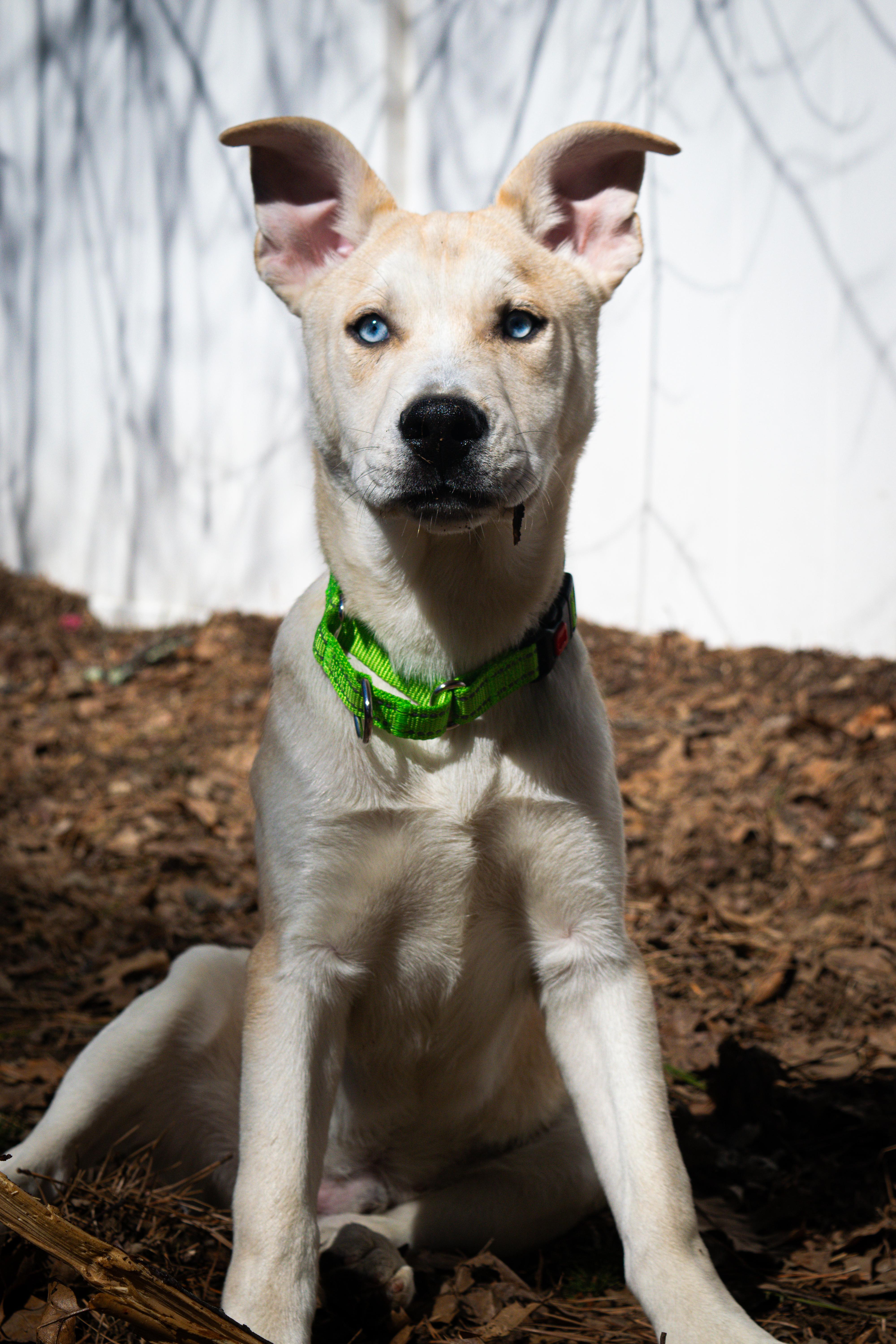 Snickerdoodle thumbnail 4