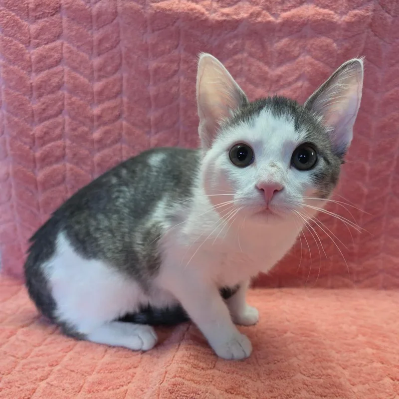 Dina