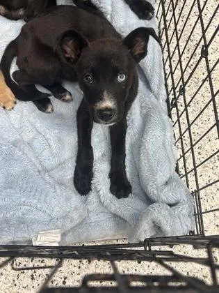 A baby small-sized female Mixed Breed dog named Tuck for adoption in Atlanta, GA