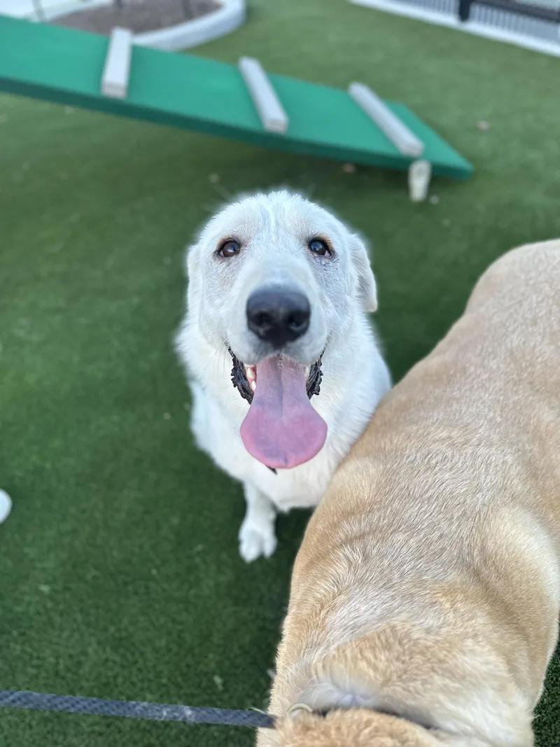 A young large-sized female White / Cream Great Pyrenees dog named Elsa for adoption in Spring, TX