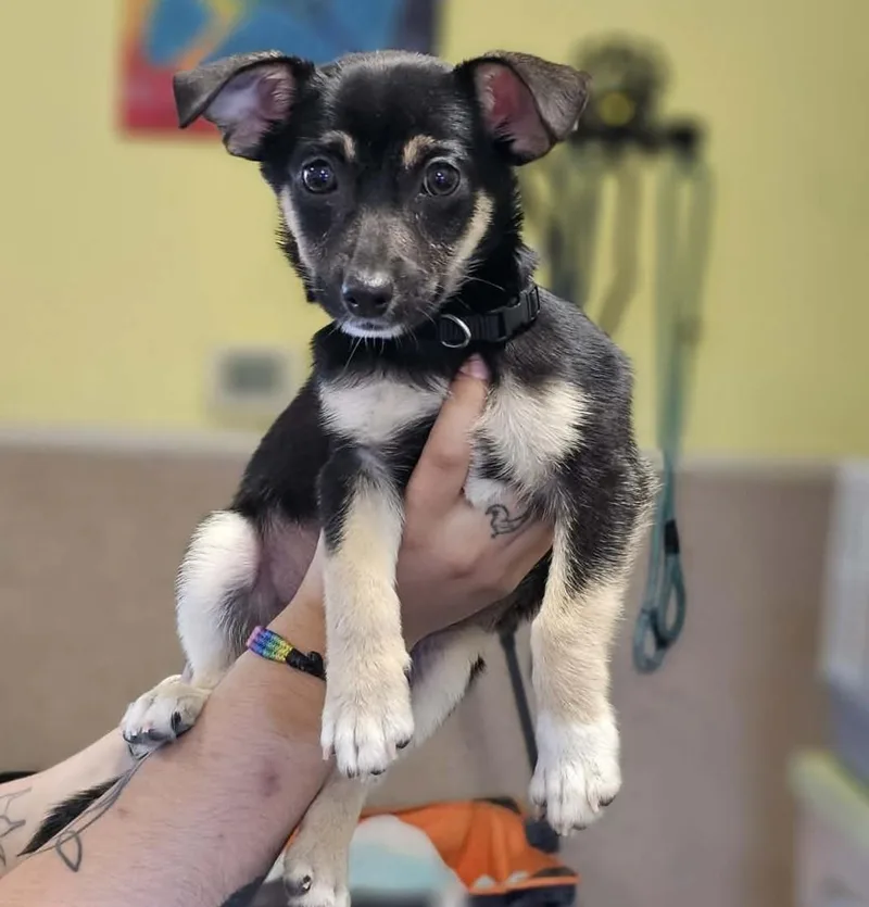 An adult small-sized male Chihuahua dog named Found Stray: Zayne for adoption in Rockwall, TX