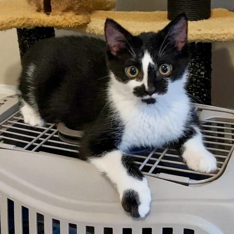 A baby medium-sized female Black & White / Tuxedo Domestic Short Hair cat named Enola for adoption in Apex, NC