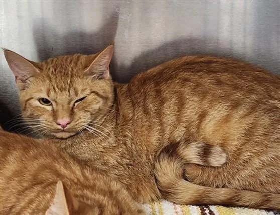 A young medium-sized male Domestic Short Hair cat named Maple for adoption in Chatsworth, CA