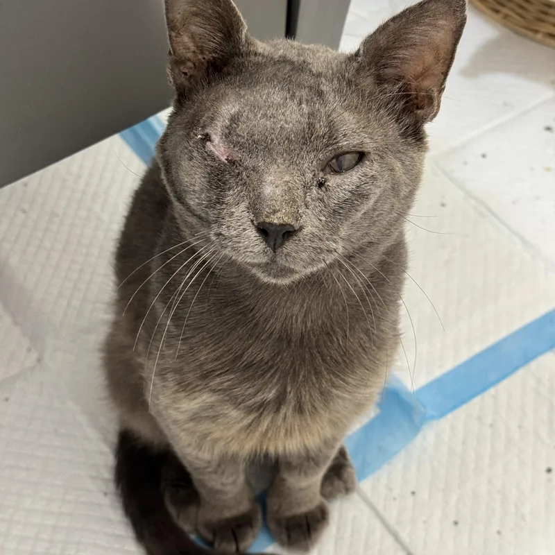 A young medium-sized male Russian Blue cat named Tony for adoption in Baytown, TX