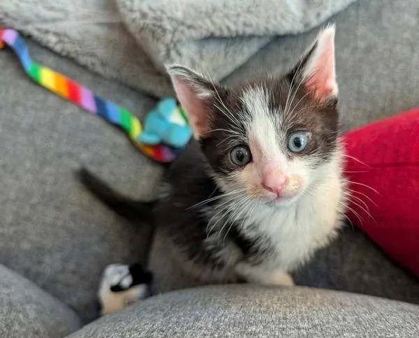 Carl