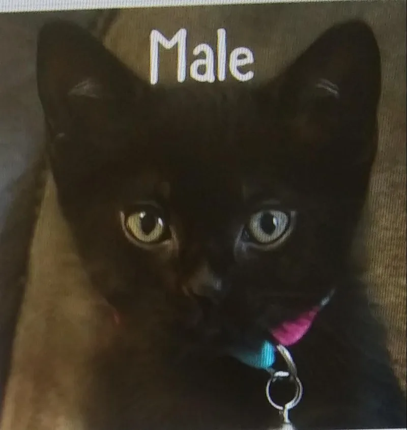 A baby medium-sized male Black Domestic Short Hair cat named Lawson for adoption in Port Wentworth, GA