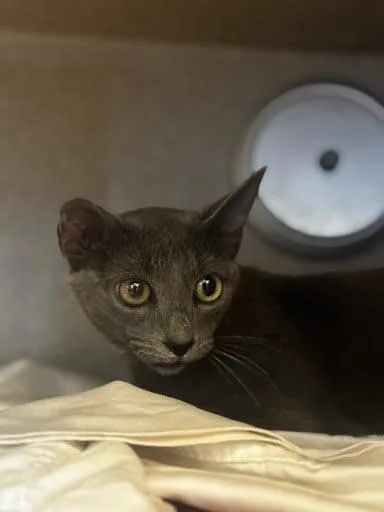 An adult small-sized female Domestic Short Hair cat named Ashland for adoption in Washington, DC
