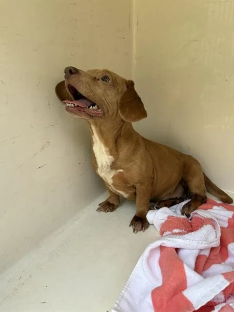 An adult medium-sized female Dachshund dog named Cleo for adoption in Huntsville, AL