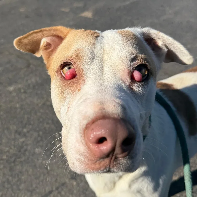 Delilah