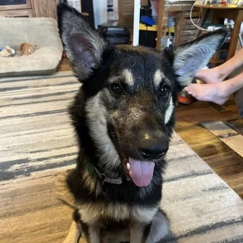 A young medium-sized female Black Mixed Breed dog named Natalie for adoption in Buffalo, MN