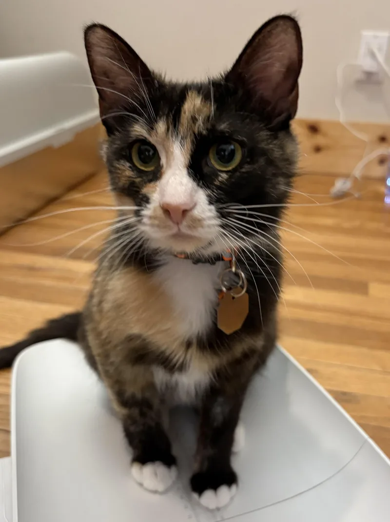 A baby medium-sized female Torbie Domestic Short Hair cat named Nova for adoption in Salt Lake City, UT